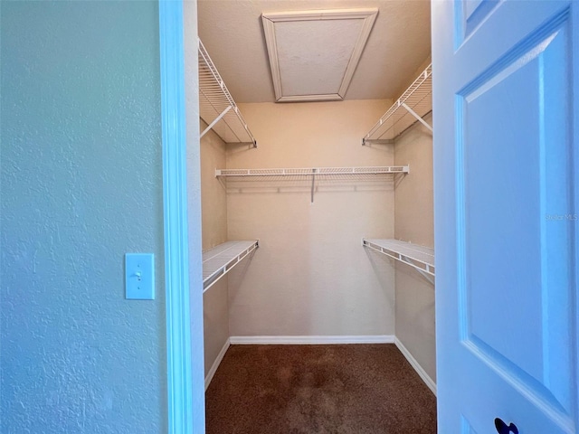 walk in closet featuring carpet floors