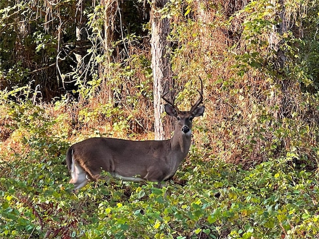Dog Leg Trl, Osteen, FL 32764 - photo 20