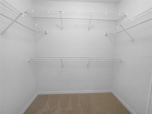 spacious closet featuring carpet floors