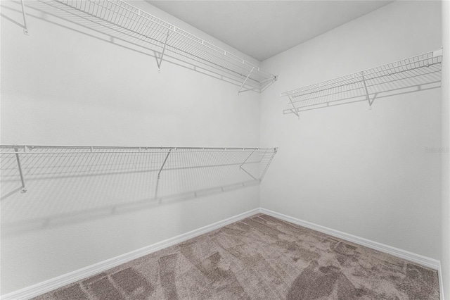 spacious closet with carpet floors