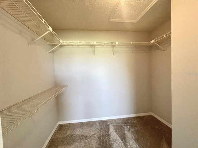 spacious closet featuring carpet floors