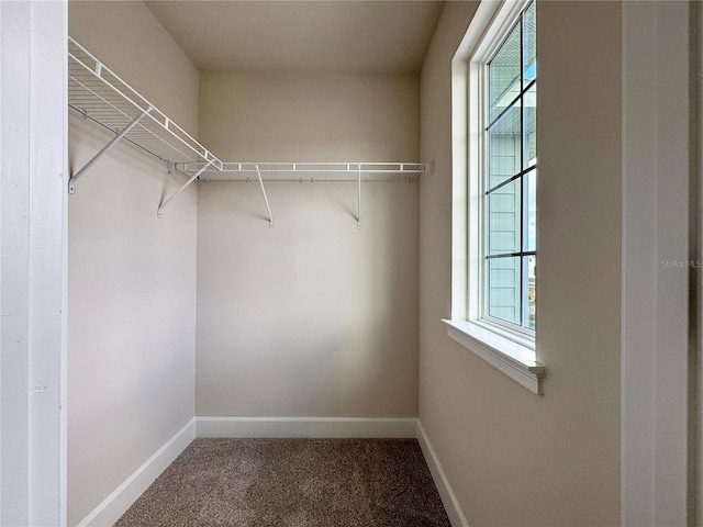 spacious closet featuring carpet floors