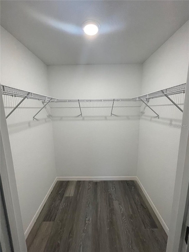 spacious closet featuring dark hardwood / wood-style flooring