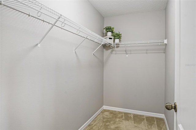 walk in closet with carpet flooring