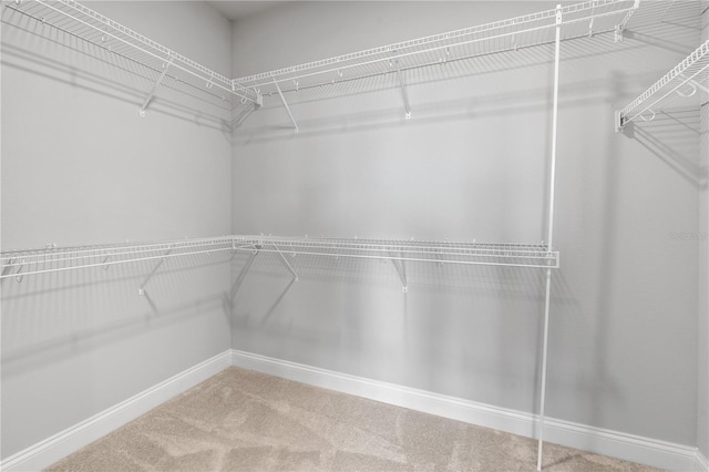 spacious closet featuring carpet flooring