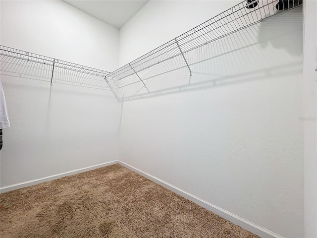 walk in closet featuring carpet floors