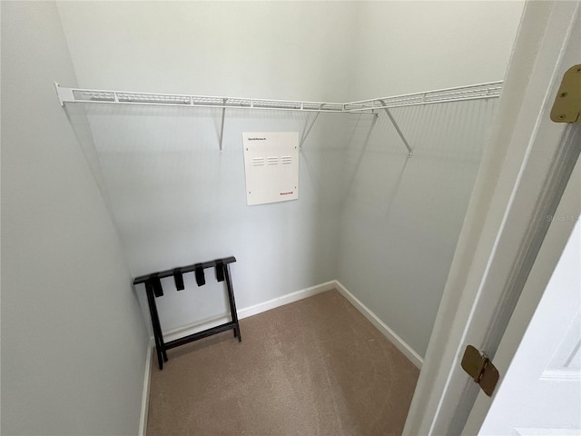 spacious closet featuring carpet flooring