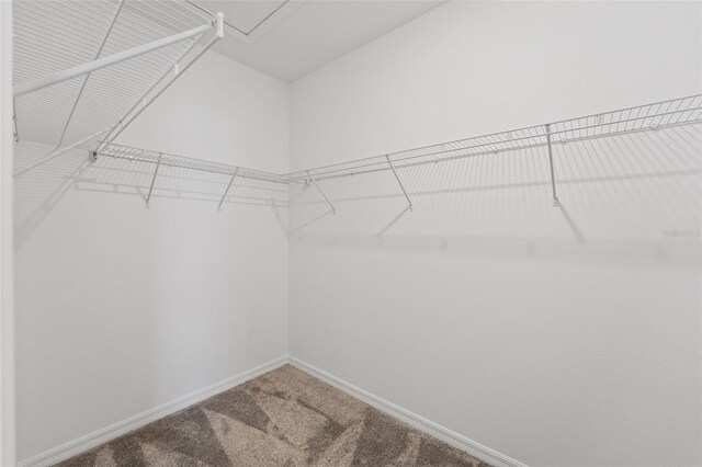 spacious closet featuring carpet floors