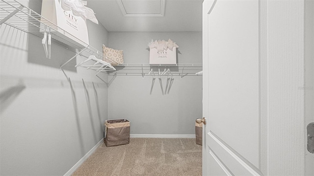 walk in closet featuring carpet floors