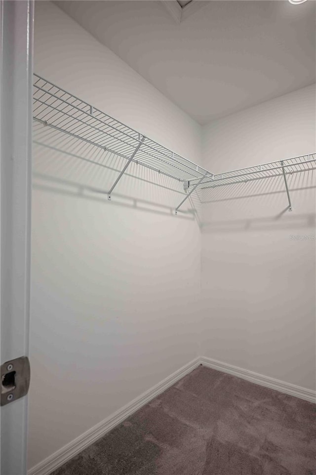 spacious closet featuring carpet flooring