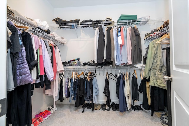 spacious closet featuring carpet