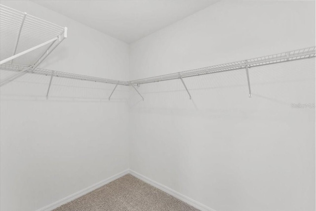 walk in closet featuring carpet floors