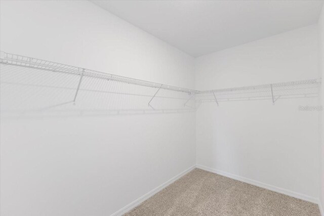 spacious closet featuring carpet floors