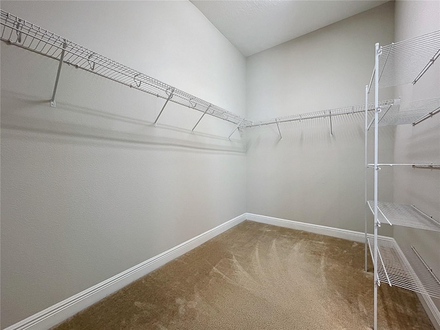 walk in closet featuring carpet