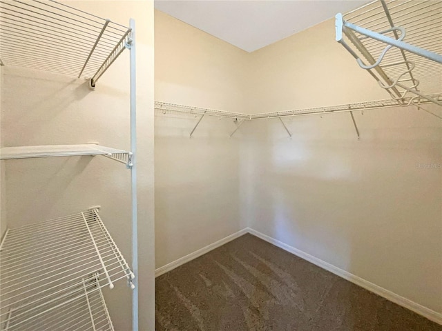 spacious closet with carpet floors