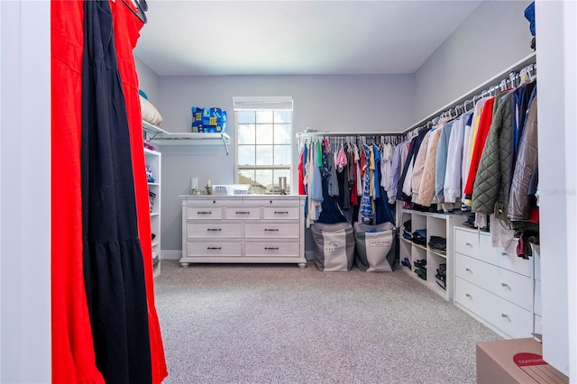 spacious closet featuring carpet flooring