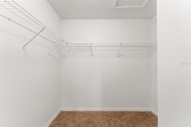 walk in closet with carpet floors