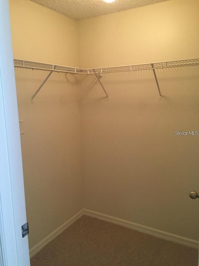 spacious closet featuring carpet floors