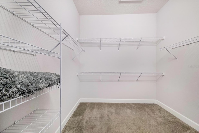 walk in closet with carpet