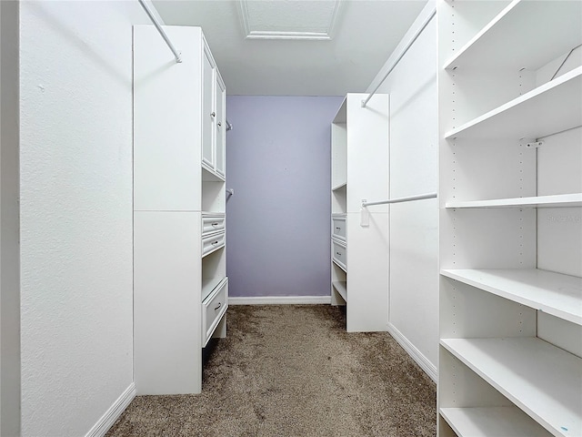 walk in closet featuring carpet flooring