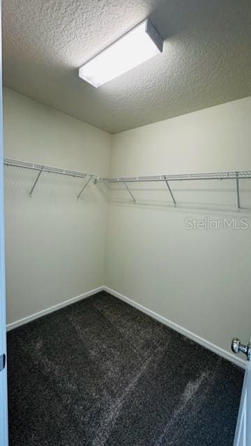 walk in closet featuring carpet floors