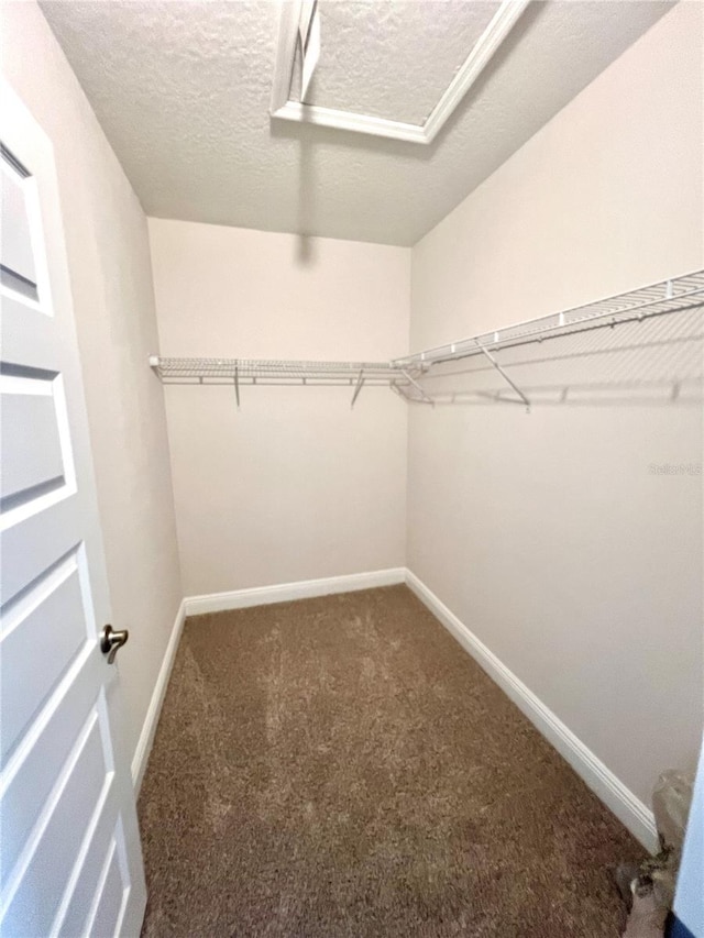 walk in closet with carpet flooring