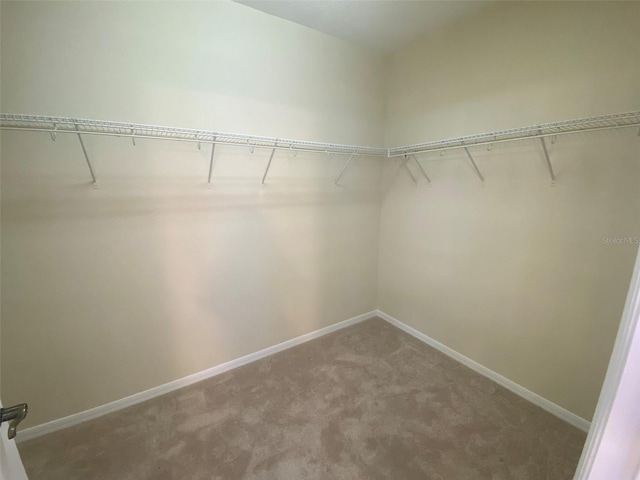 walk in closet featuring carpet flooring