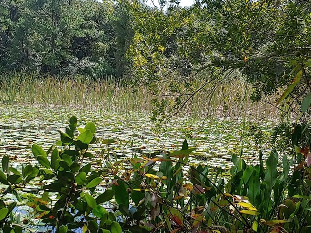 3051 S Old Floral City Rd, Inverness, Fl, FL 34450 - photo 4