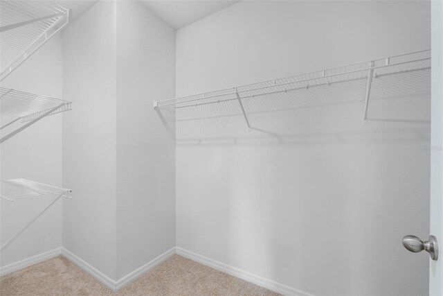 walk in closet featuring carpet flooring