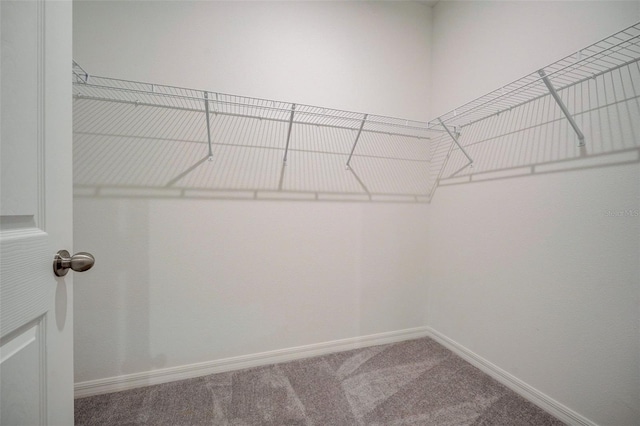 spacious closet featuring carpet