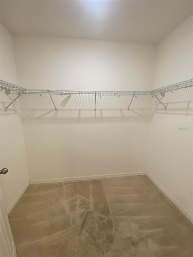 walk in closet featuring carpet flooring