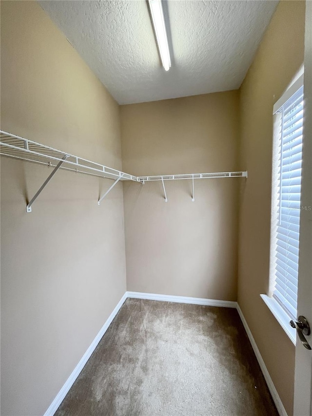 walk in closet with carpet flooring