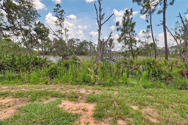 view of local wilderness