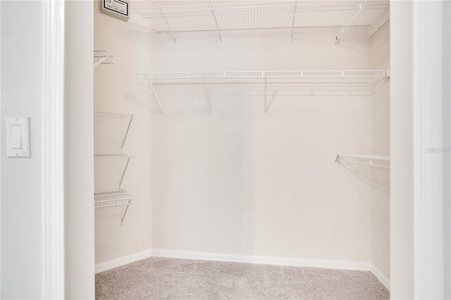 walk in closet featuring carpet flooring