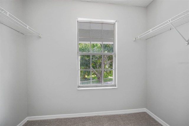 walk in closet with carpet floors