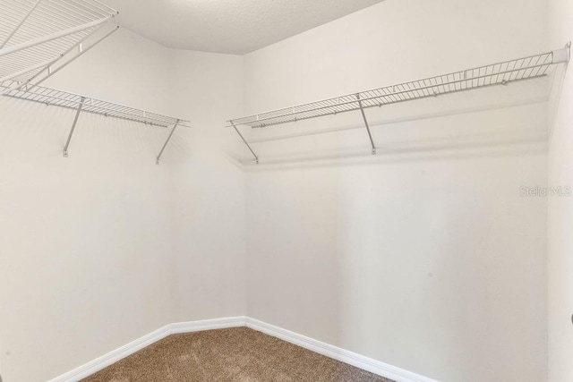 walk in closet featuring carpet flooring