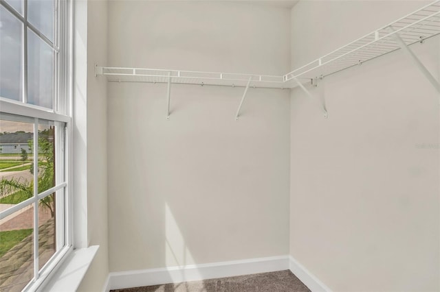 walk in closet featuring carpet floors