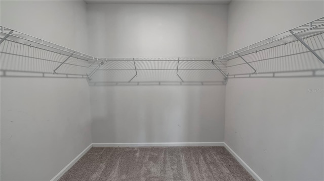 spacious closet with carpet