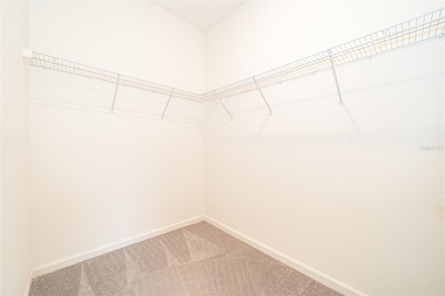 spacious closet featuring carpet floors