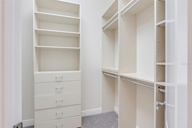 spacious closet featuring carpet