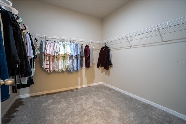 walk in closet with carpet floors