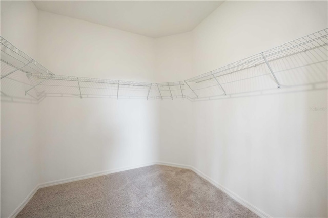 spacious closet with carpet