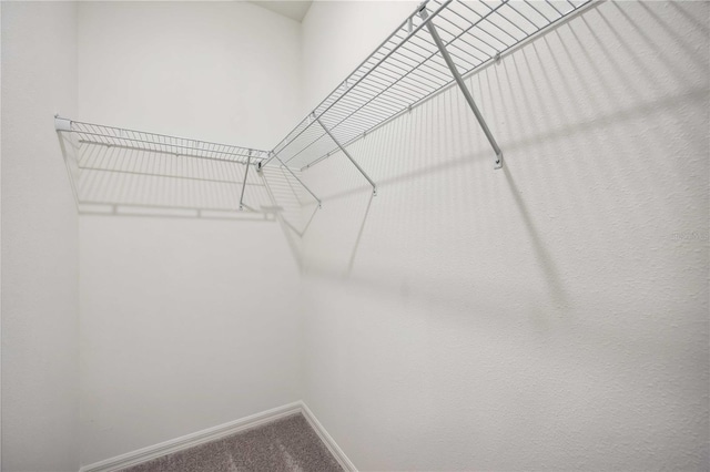 spacious closet with carpet floors