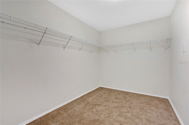 spacious closet featuring carpet