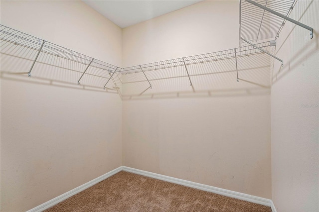 walk in closet with carpet