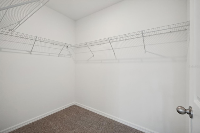 walk in closet featuring carpet flooring