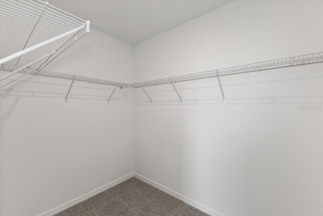 walk in closet with carpet floors