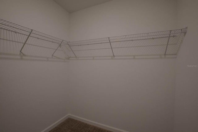 spacious closet featuring carpet flooring