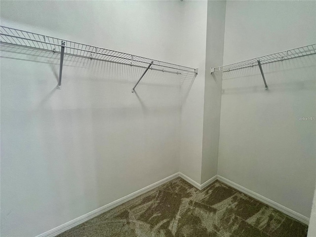 walk in closet with dark colored carpet