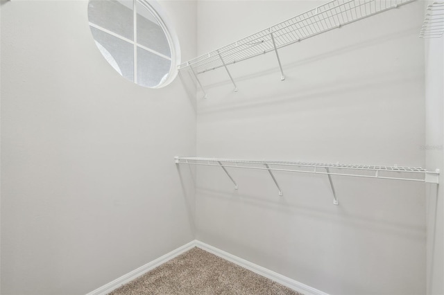 walk in closet featuring carpet flooring